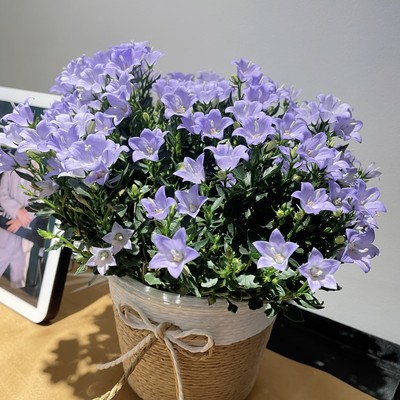 高品质丹麦风铃盆栽家居装饰风铃