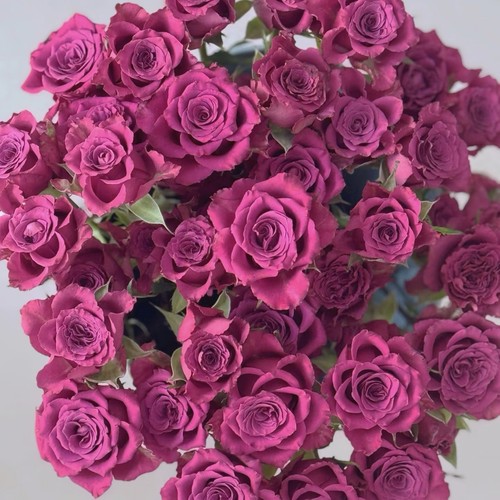 【云舍臻选】稀有新品 蓝莓多头玫瑰  任意组合2单或以上冷链包邮