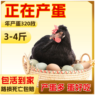 正在下蛋】10只4斤黑凤绿壳蛋鸡