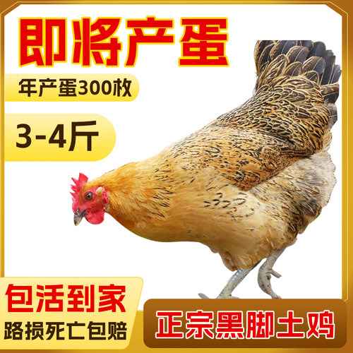 2只青脚土鸡验货死亡包赔