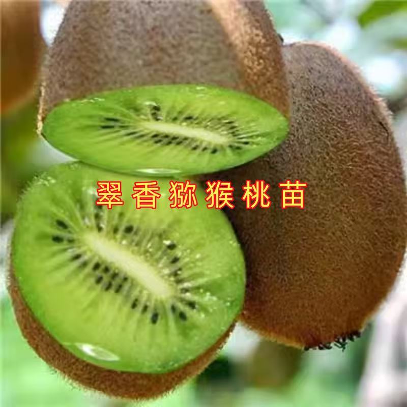翠香猕猴桃树苗盆栽地栽南方北方种植猕猴桃苖当年结果嫁接苗