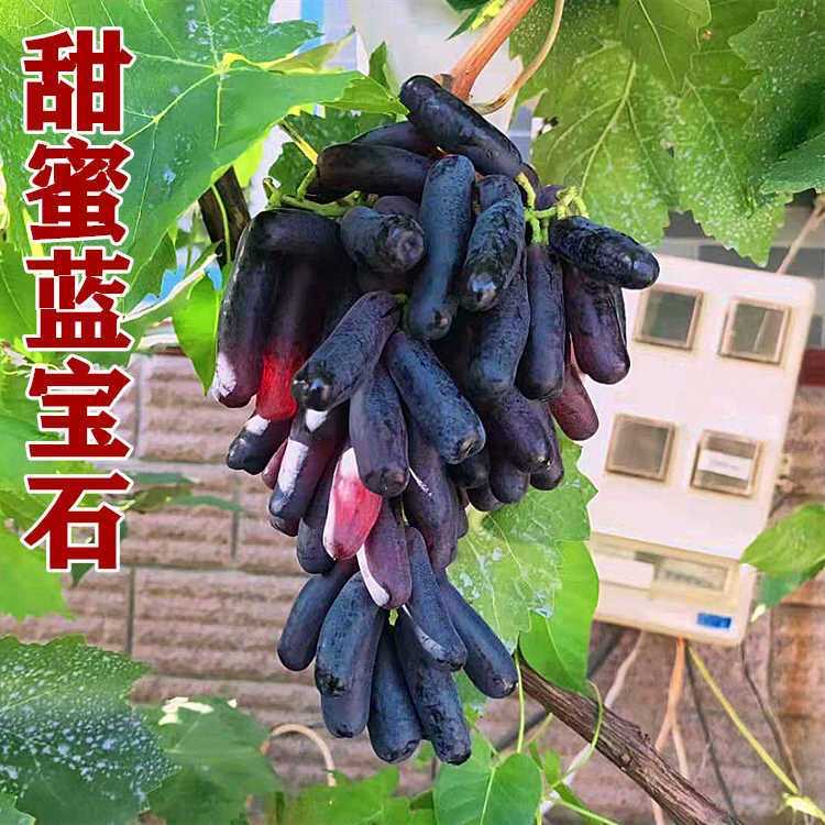甜蜜蓝宝石葡萄树苗盆栽地栽南方北方种植葡萄树苖当年结果葡萄树