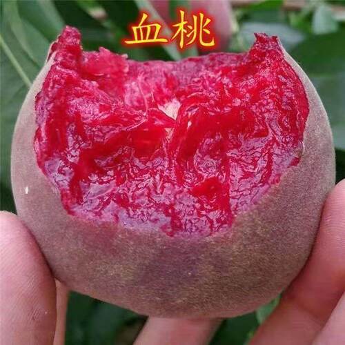 特大血桃树苗嫁接苗盆栽地栽南北方种植桃子苖当年结果离核脆甜苗