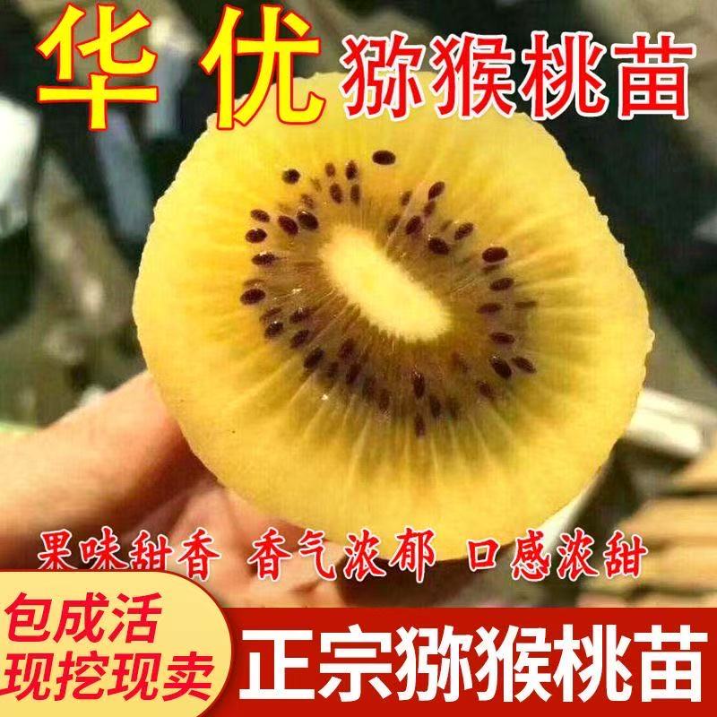 华优猕猴桃树苗盆栽地栽南方北方种植猕猴桃苖当年结果嫁接苗