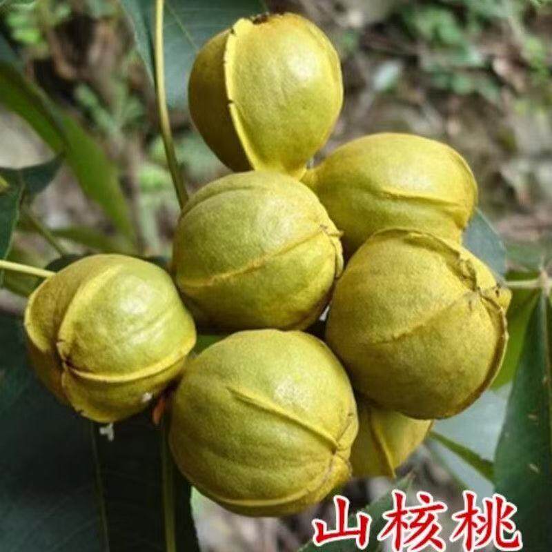 山核桃核桃树苗嫁接苗盆栽地栽南北方种植核桃苖当年结果核桃苗