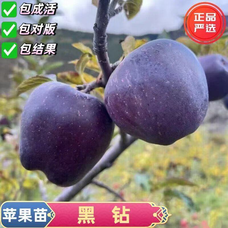黑钻苹果树苗嫁接苗盆栽地栽南北方种植苹果苖当年结果脆甜苗