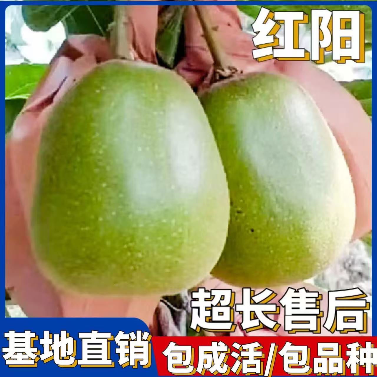 特大红阳猕猴桃树苗盆栽地栽南方北方种植猕猴桃苖当年结果嫁接苗