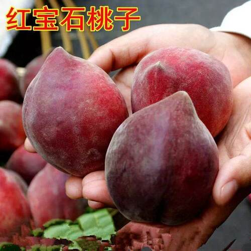 红宝石桃树苗嫁接苗盆栽地栽南北方种植桃子苖当年结果离核脆甜苗