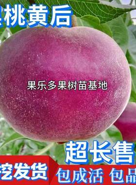 黑桃皇后桃树苗嫁接苗盆栽地栽南北方种植桃子苖当年结果离核脆甜