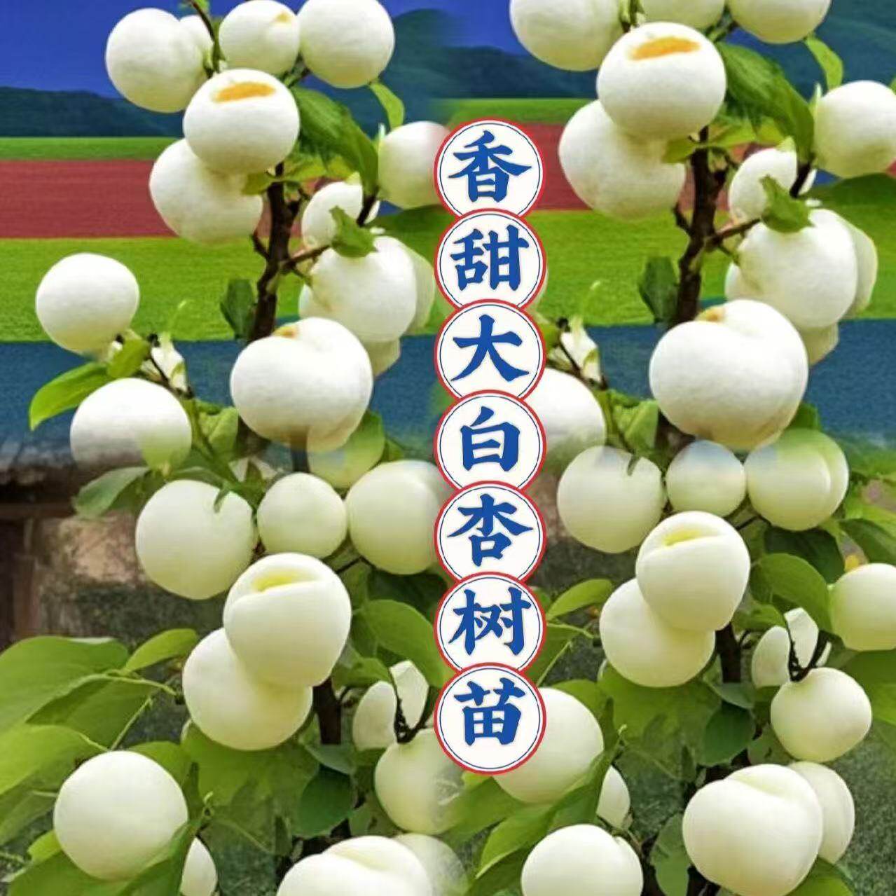 香甜大白杏树苗嫁接苗盆栽地栽南北方种植脆甜杏树苖当年结果树苗