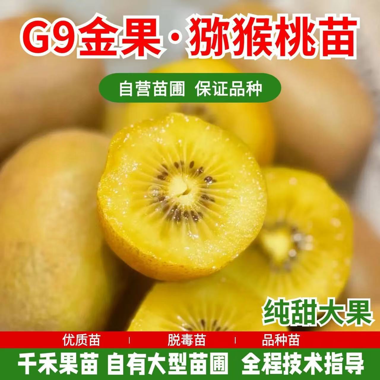G9金果猕猴桃树苗盆栽地栽南方北方种植猕猴桃苖当年结果嫁接苗