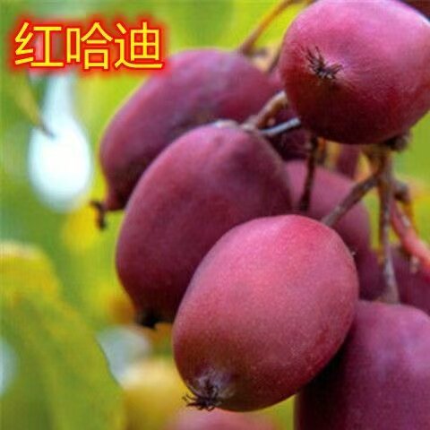 红哈迪猕猴桃树苗盆栽地栽南方北方种植猕猴桃苖当年结果嫁接苗