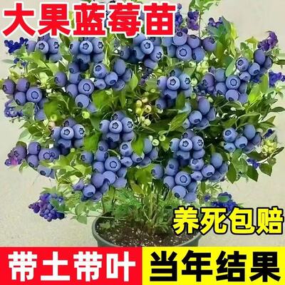 F6花香蓝莓苗当年结果南北可种