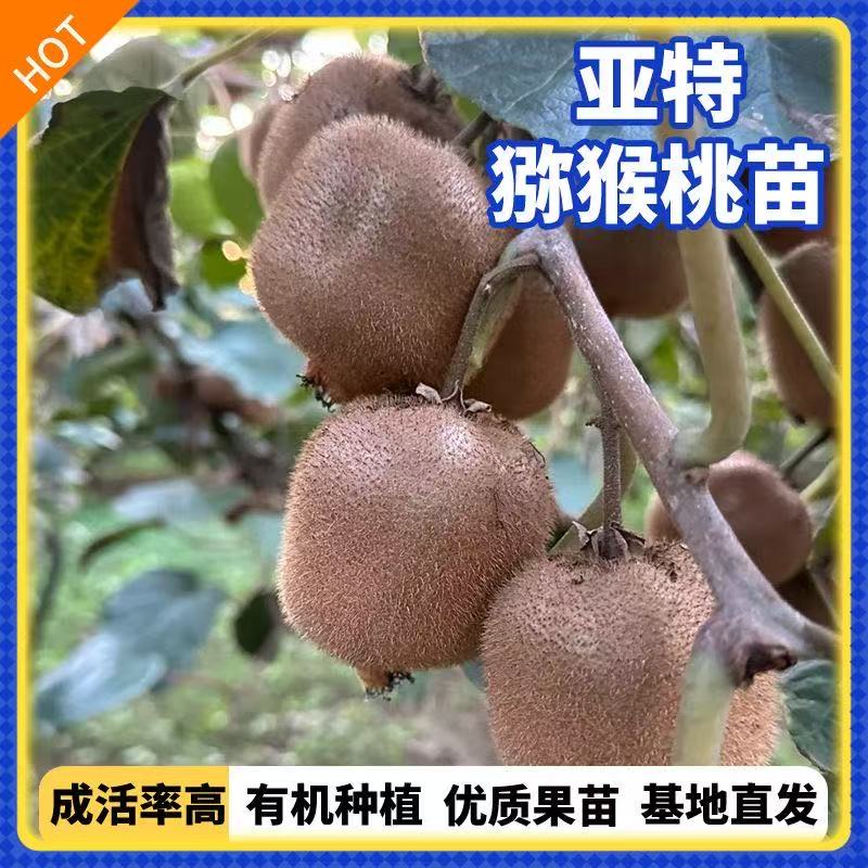 软枣亚特猕猴桃树苗盆栽地栽南方北方种植猕猴桃苖当年结果嫁接苗