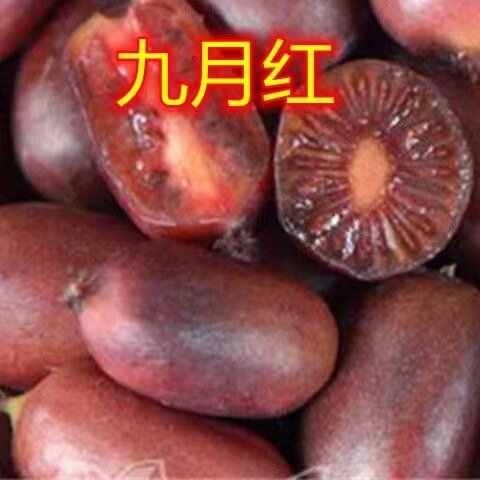 九月红猕猴桃树苗盆栽地栽南方北方种植猕猴桃苖当年结果嫁接苗