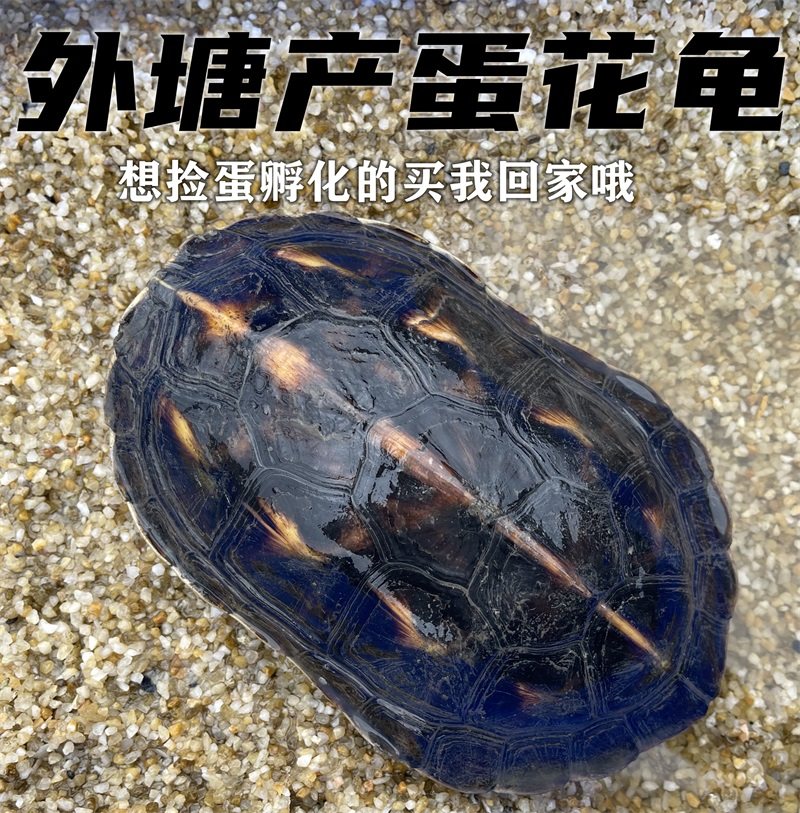 产蛋大草龟繁殖种龟中华花草龟超大乌龟可食用观赏繁殖活体下蛋龟