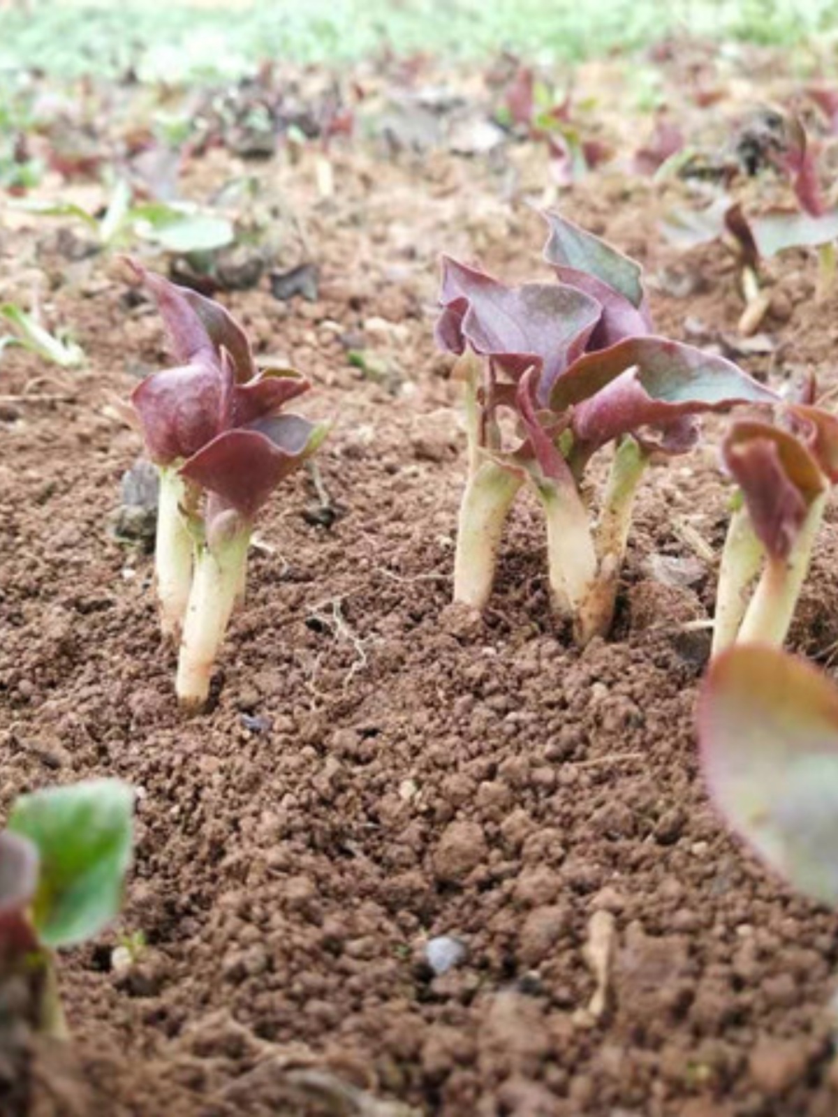 新鲜鱼腥草折耳根节节根贵州野生折耳根下饭菜凉拌泡水泡茶3斤