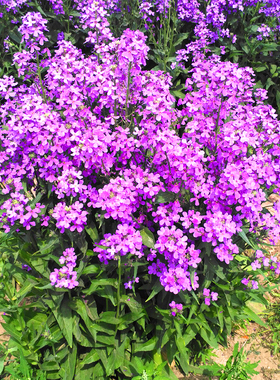 蓝香芥种子“蓝色油菜花”欧亚香花芥花种子易种花籽庭院四季易活
