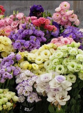 多色洋桔梗种子室内四季易活盆栽花卉室外开花植物花种子花籽
