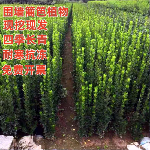 耐寒植物庭院围墙篱笆北海道冬青