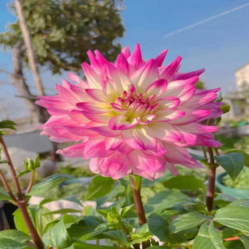 进口大丽花种球根茎庭院阳