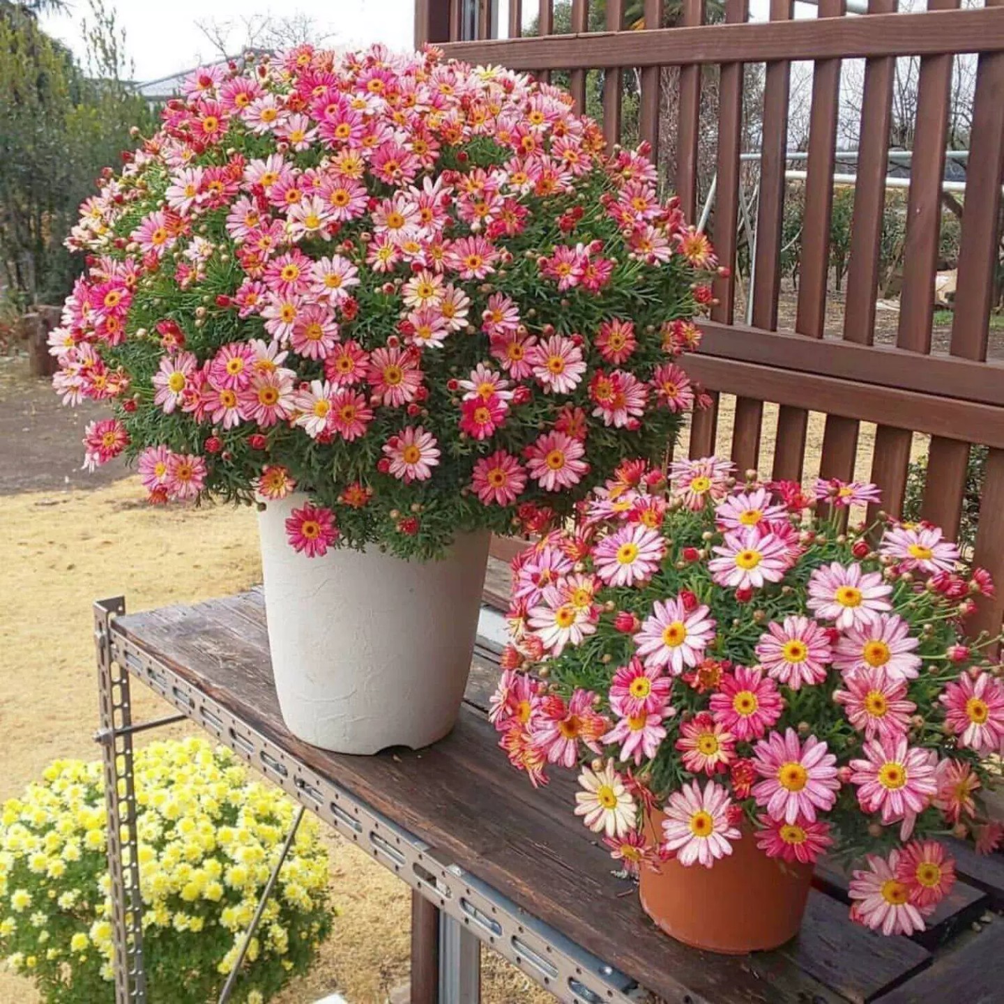 家里小院空地 阳台楼顶空花盆适合种 糖果菊 开花好看 简单好种
