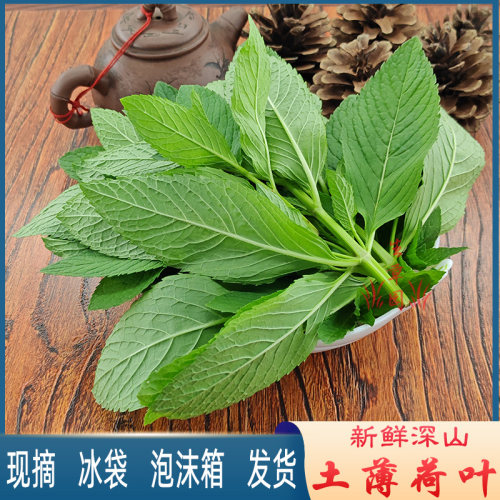新鲜土薄荷叶健康鱼香菜泡茶泡水
