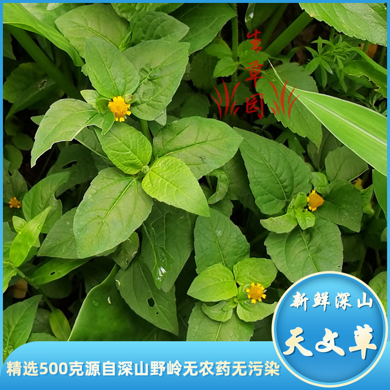 天文草新鲜深山无硫金纽扣中草药雨伞草大黄花苦草金钮扣去湿凉茶
