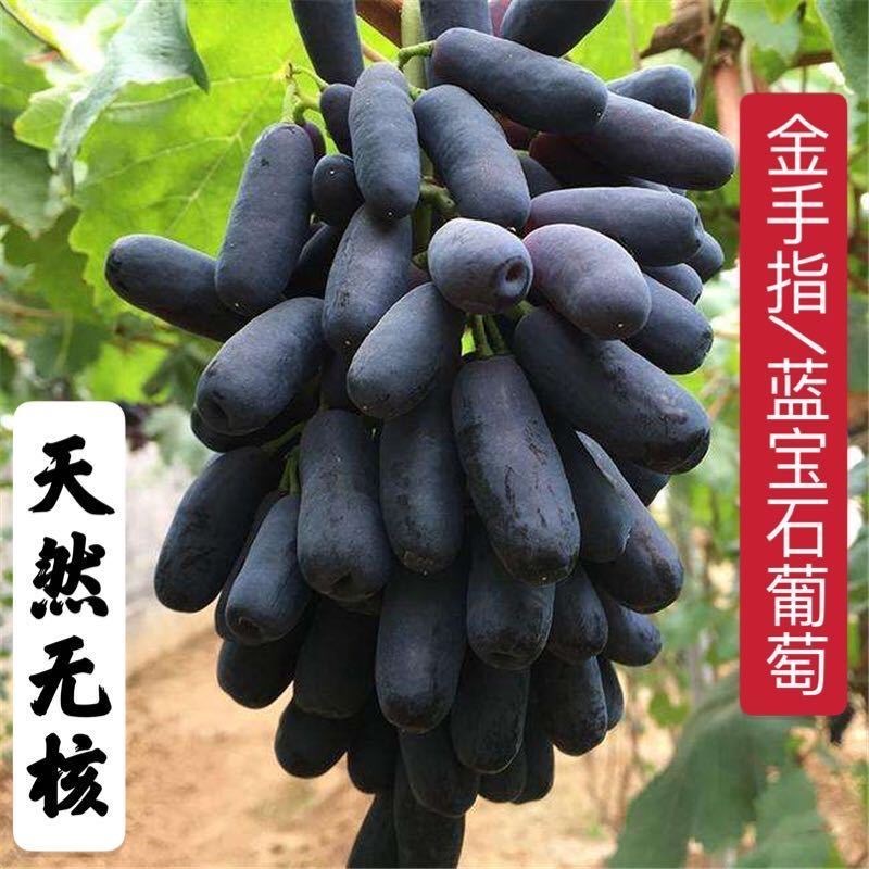 新疆葡萄新鲜黑美人2斤孕妇水果金手指黑提无籽非进口