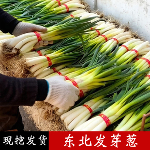 东北发芽葱新鲜现挖现发松原产地直供食用农产品 蘸酱菜小葱