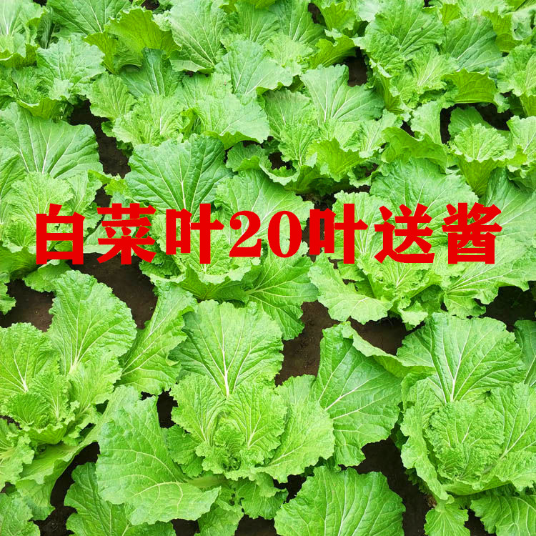 东北新鲜白菜叶20叶饭包蘸酱菜