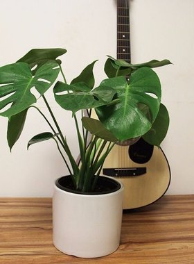 极速Monstera delliciosa plant large leaf formaldehyde absorp