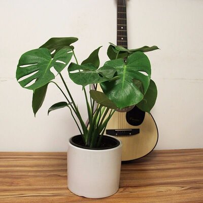 极速Monstera delliciosa plant large leaf formaldehyde absorp