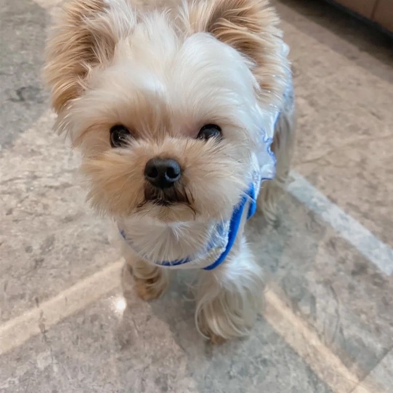 极速比心宠物狗狗衣服背心春秋薄款E猫猫咪博美比熊小型幼犬泰迪