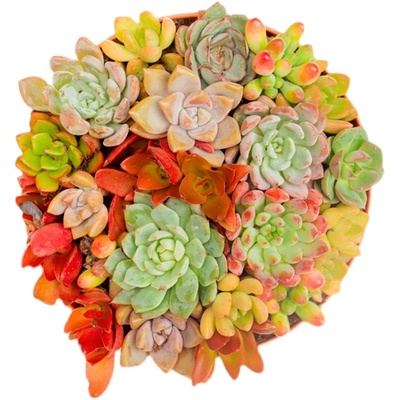 极速Green Flocking Aprtificial Succulents Plants Home Garden