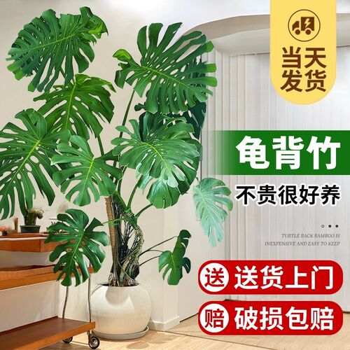 新品龟背竹客f厅大盆栽室内客厅北欧大叶老桩植物电视柜旁边大型