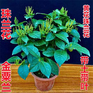 珠兰当年开花 金粟兰花苗 鱼子兰鸡爪兰花香叶绿庭院阳台绿植盆栽