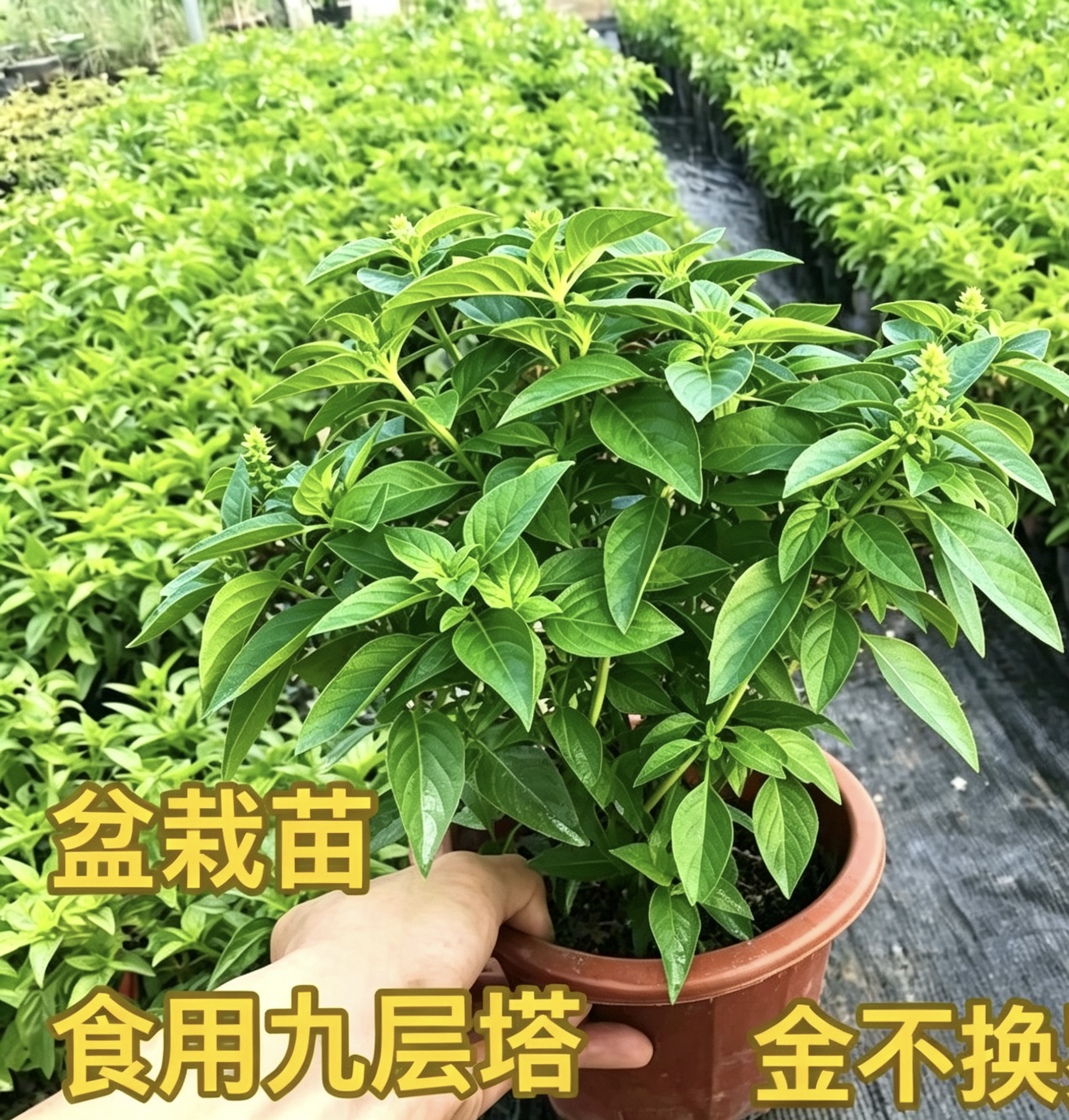 九层塔盆栽可食用潮汕薄荷盆栽新鲜香料植物四季优选