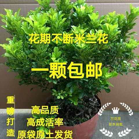 绿植带花苞阳台驱蚊浓香型盆栽