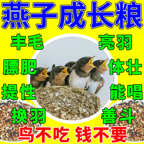 燕子食物幼鸟饲料吃的粮食燕科灰燕家燕凤头雨燕金丝燕金腰专用粮