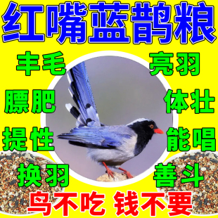 红嘴蓝鹊饲料专用鸟食鹦鹉八哥乌鸫红嘴山鸦红耳鹎乌冬鹩哥幼崽粮