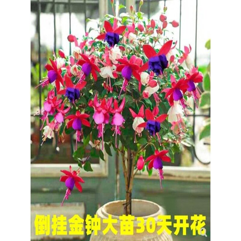 重瓣倒挂金钟花苗灯笼花盆栽室内绿植四季开花带花苞不断花卉植物图片