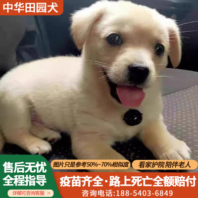 中华田园犬活物小狗活体可爱小花狗小白狗小黑狗幼犬土狗领养便宜