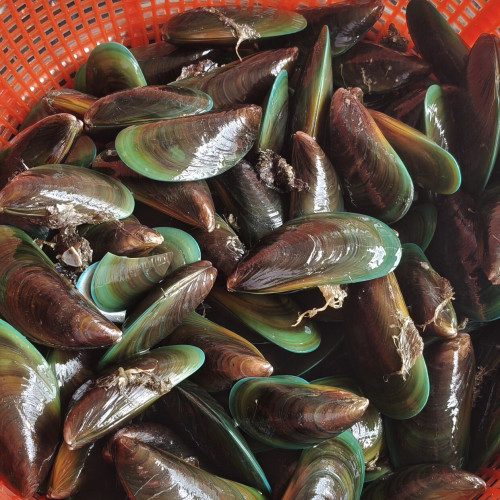 潮汕当天鲜活野生淡菜青口贝