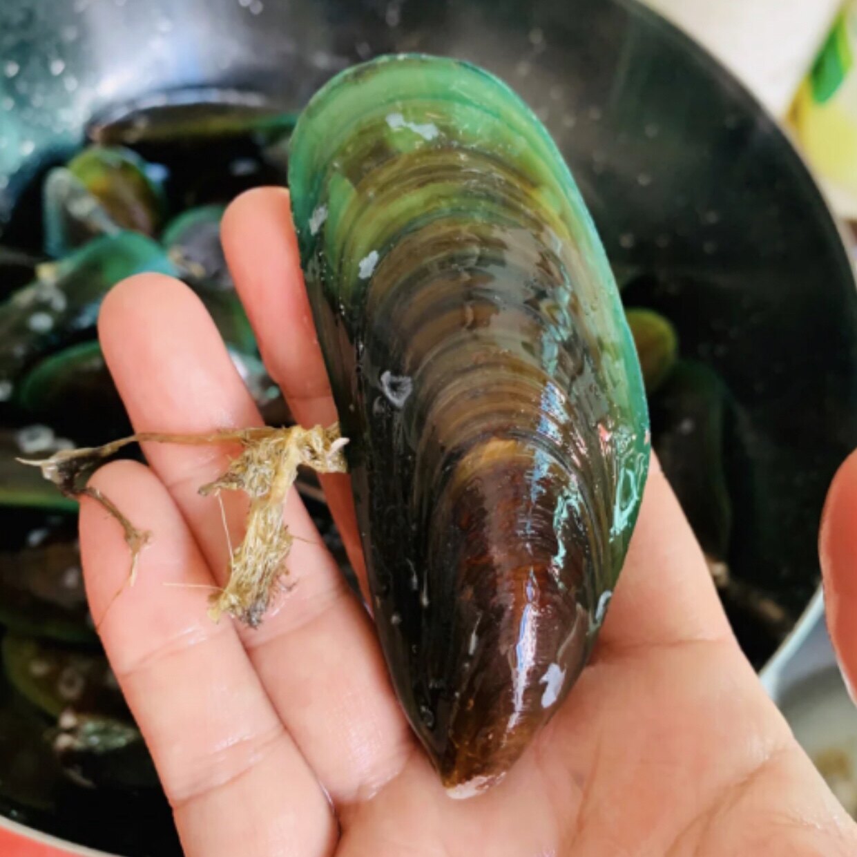 潮汕海捕鲜活绿壳翡翠青口贝