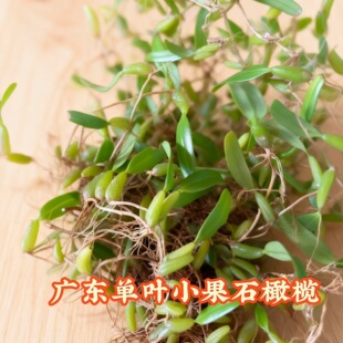 石橄榄新鲜双叶小果野石仙桃中药广东福建炖煲汤材料生岩珠果上叶