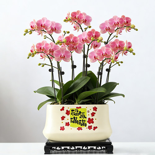 北欧花盆陶瓷带托盘长方形蝴蝶兰专用盆居家室内桌面多肉绿植盆栽