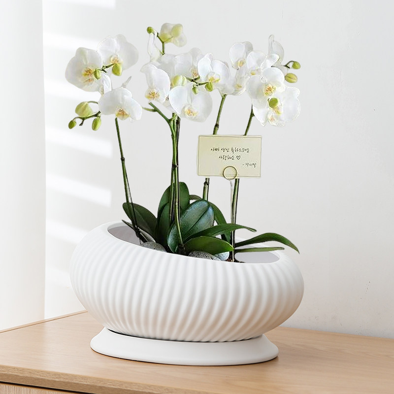 简约白色蝴蝶兰专用花盆陶瓷兰花绿植蛋形竖纹客厅大号家用带托盘,鲜花速递/花卉仿真/绿植园艺,花盆,淘宝优惠券,粉丝福利购,淘宝优惠卷