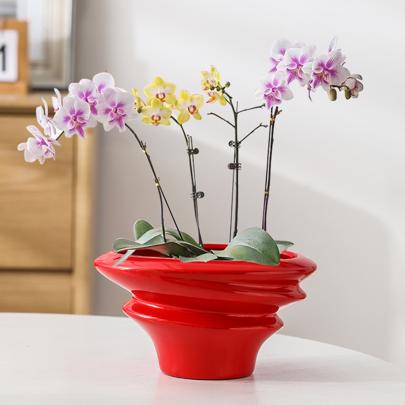 红色蝴蝶兰花盆轻奢高级感家用陶瓷拼组花盆高端兰花专用花盆包邮