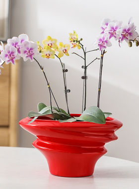 红色蝴蝶兰花盆轻奢高级感家用陶瓷拼组花盆高端兰花专用花盆包邮